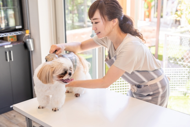 トリミング後の仕上がり 東住吉区ペットホテル