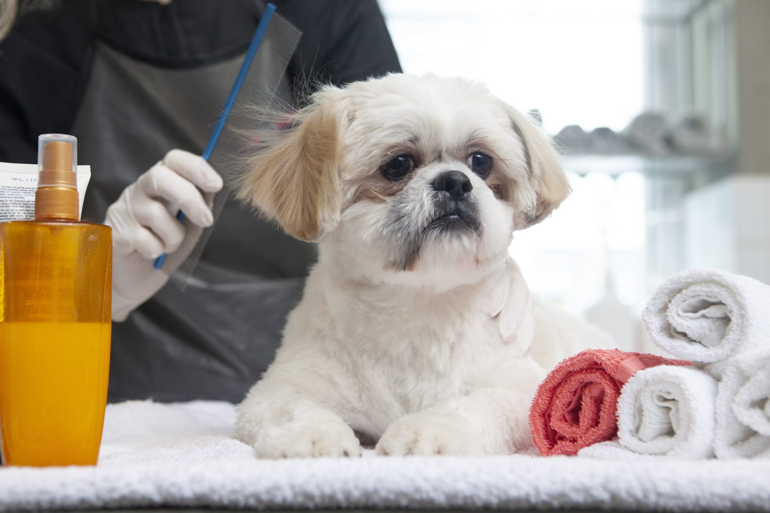 丁寧にシャンプーされる犬 東住吉区トリミング